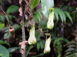 Слика од Nepenthes distillatoria L.