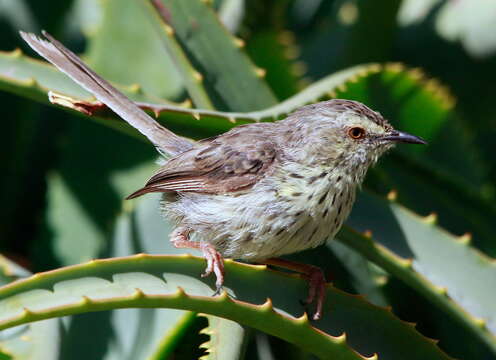 Image of Karoo Prinia