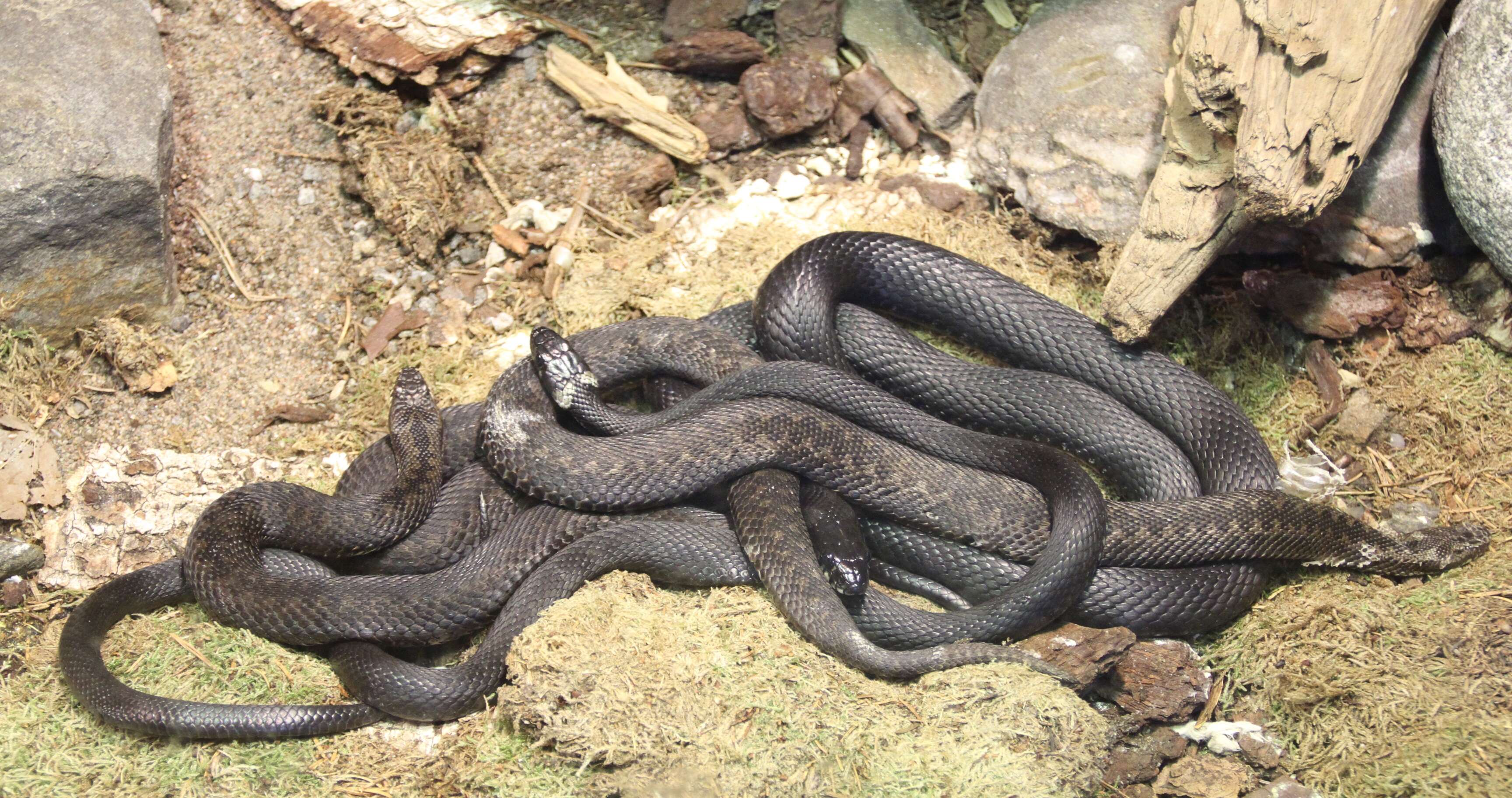 Image of Adder