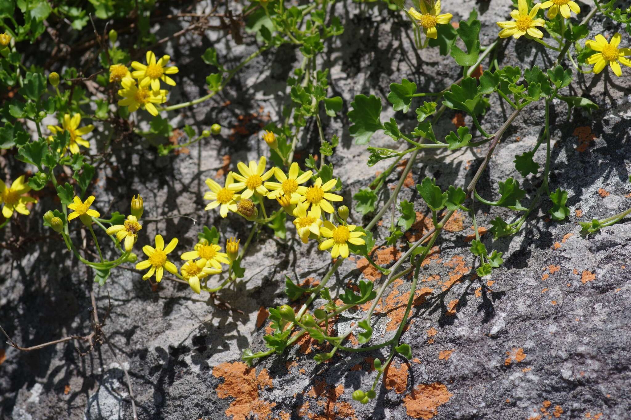 Image of wild cineraria