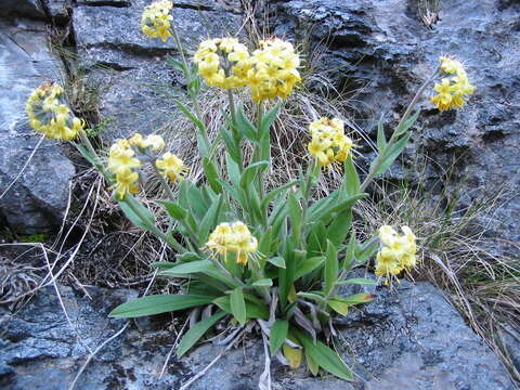 Image of Myosotis concinna Cheesem.