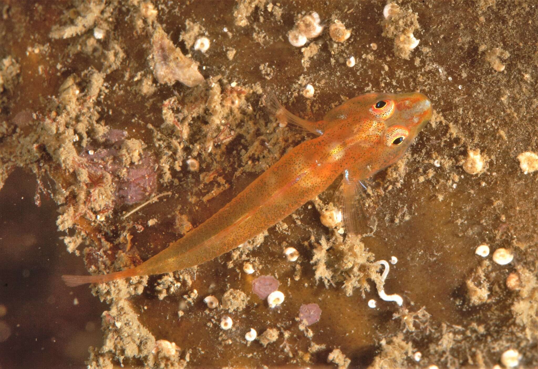 Image of Cling goby