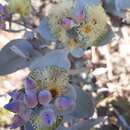 Image of curly mallee