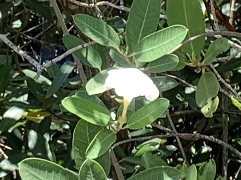 Image of Mangrovevine