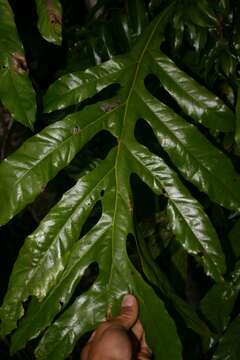 Image of Athertonia diversifolia (C. T. White) L. A. S. Johnson & B. G. Briggs