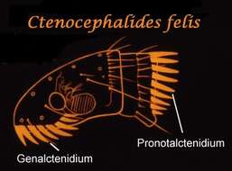 Ctenocephalides felis (Bouche 1835) resmi