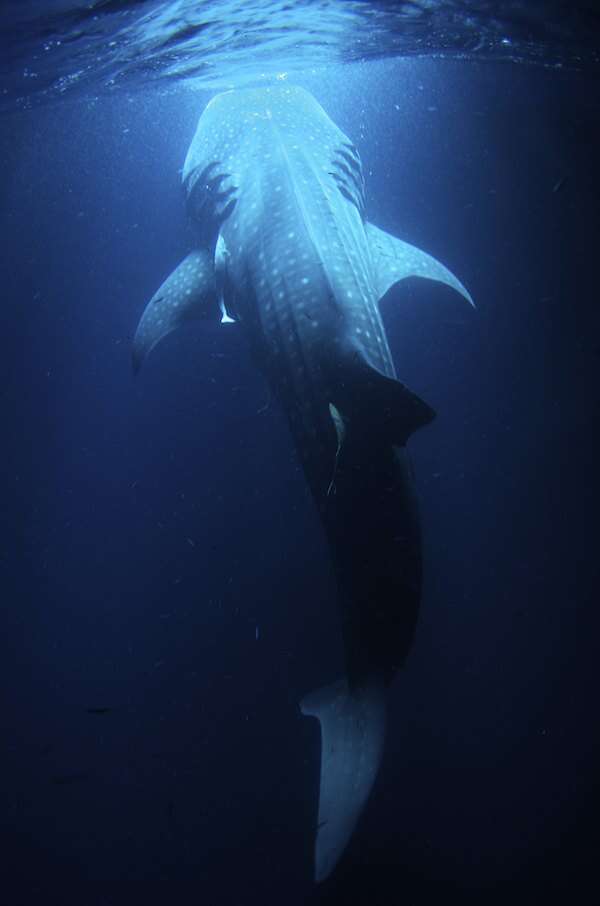 Image of whale sharks