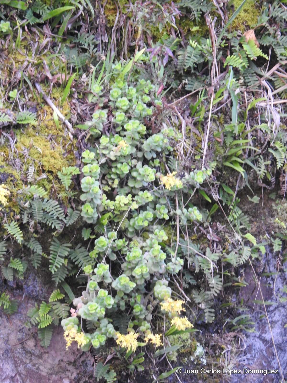 Sedum hultenii Fröderstr. resmi