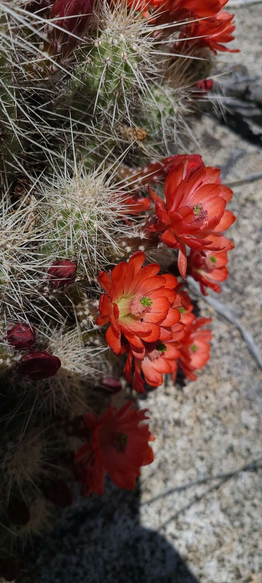 Image of Echinocereus pacificus subsp. mombergerianus