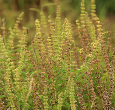 Imagem de Ocimum americanum var. americanum