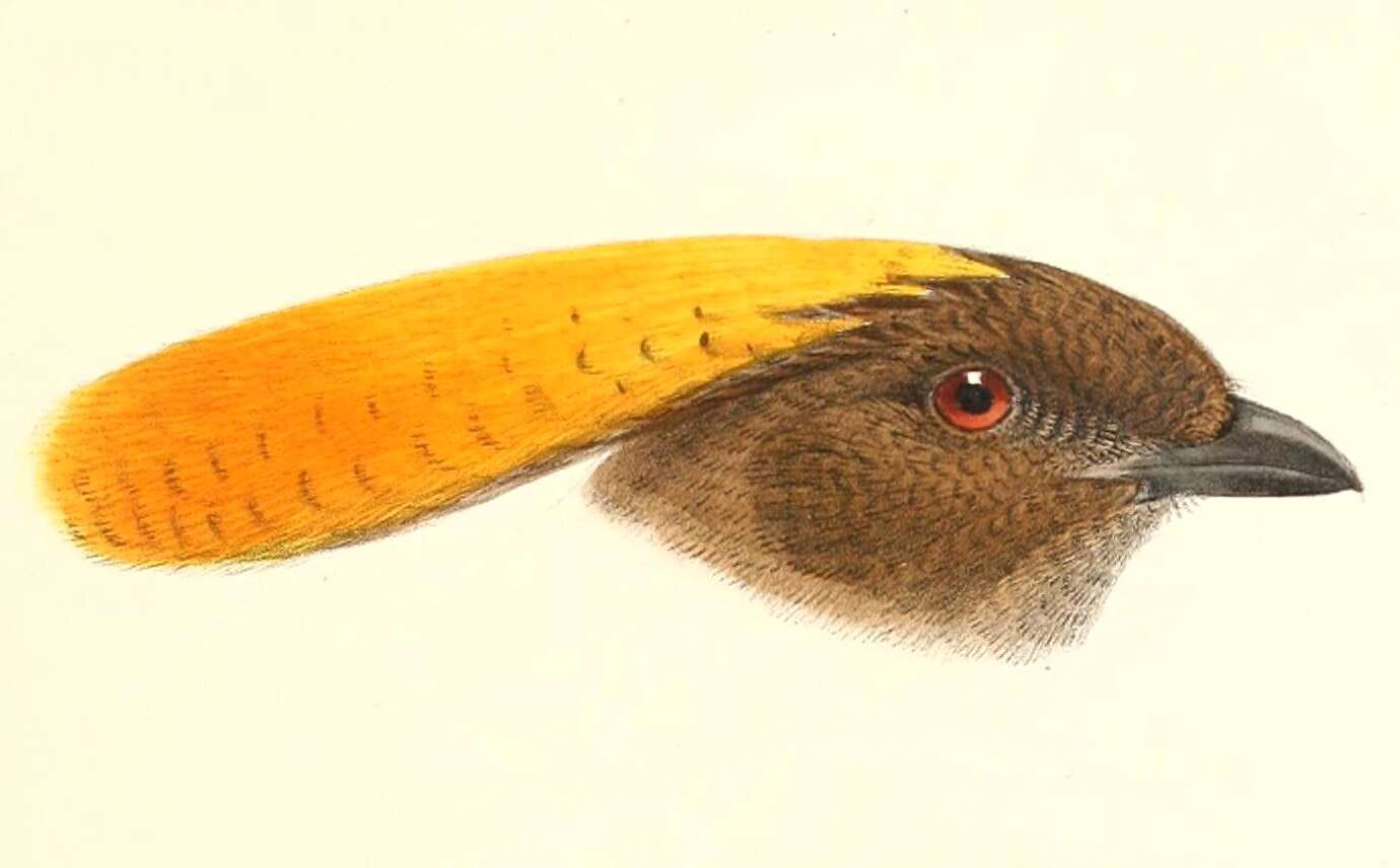 Image of Vogelkop Bowerbird