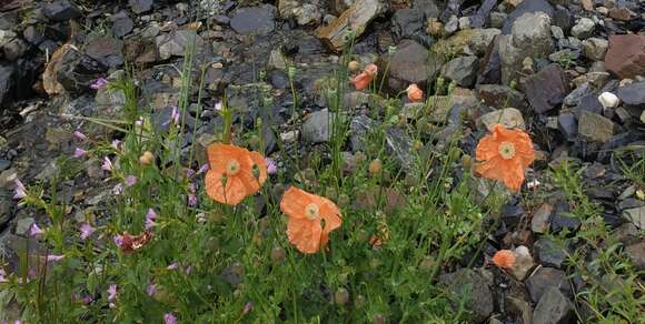 Image of Papaver fugax Poir.