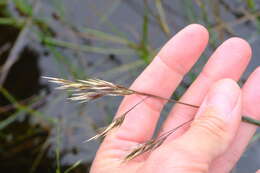 Image of Rytidosperma duttonianum (Cashmore) Connor & Edgar