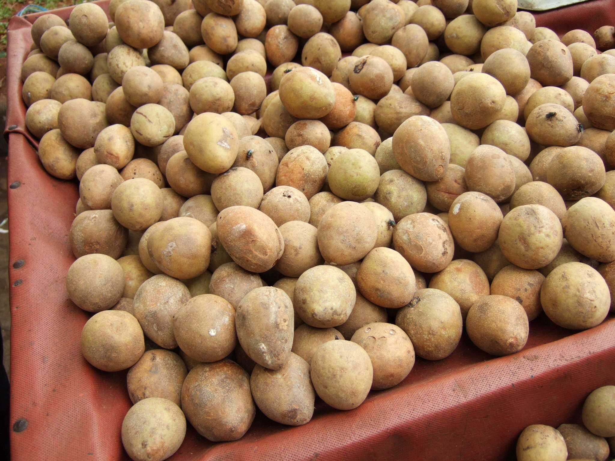 Image of sapodilla