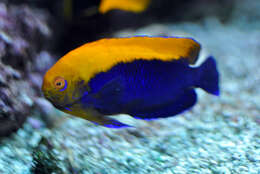 Image of Flameback Angelfish