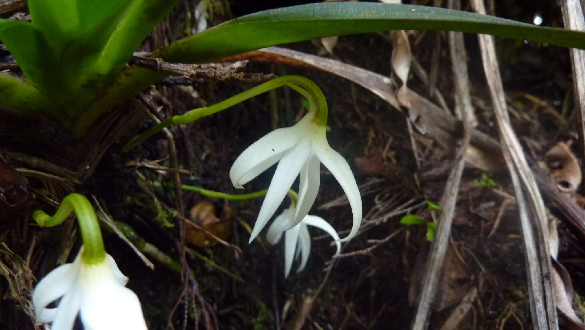 Jumellea triquetra (Thouars) Schltr. resmi