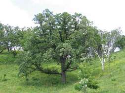 Image of Bur Oak