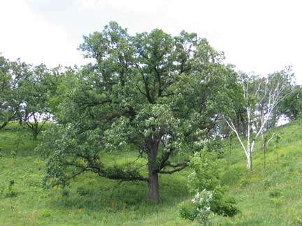 Image of Bur Oak