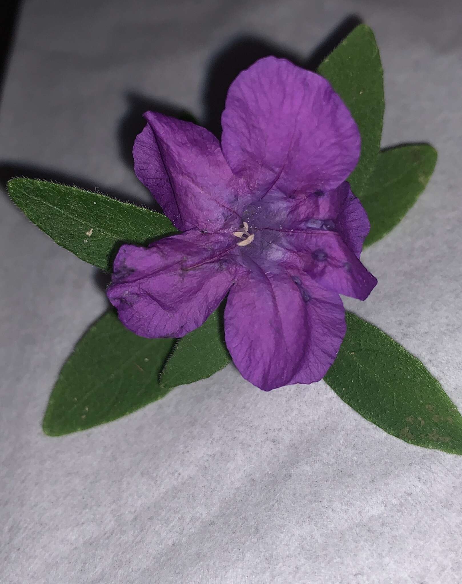 Imagem de Ruellia longepetiolata (Oerst.) Hemsl.