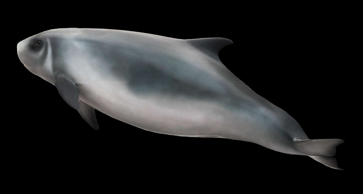 Image of Dwarf Sperm Whale