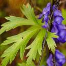 Слика од Aconitum uncinatum L.