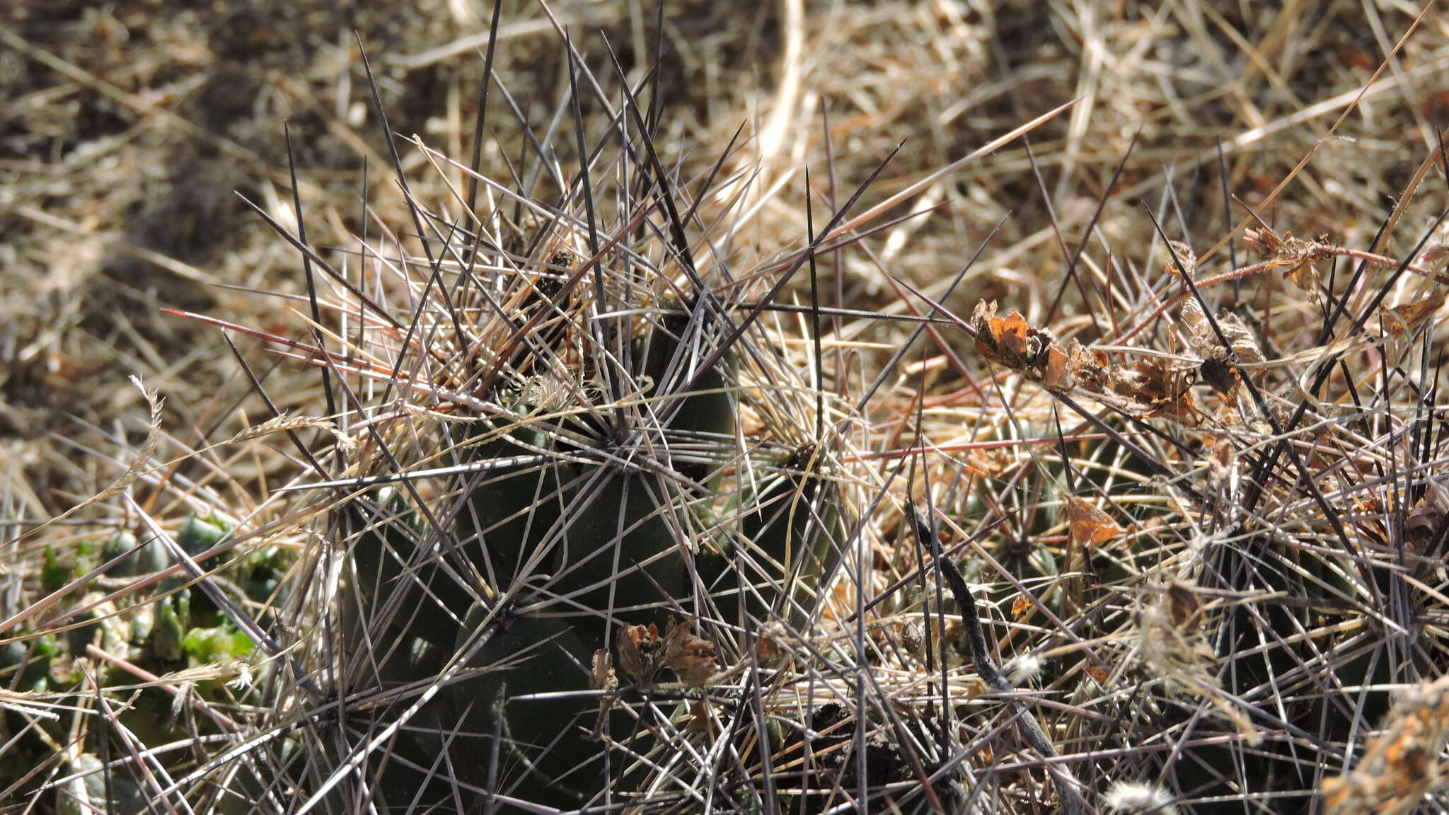 Image of nipple beehive cactus