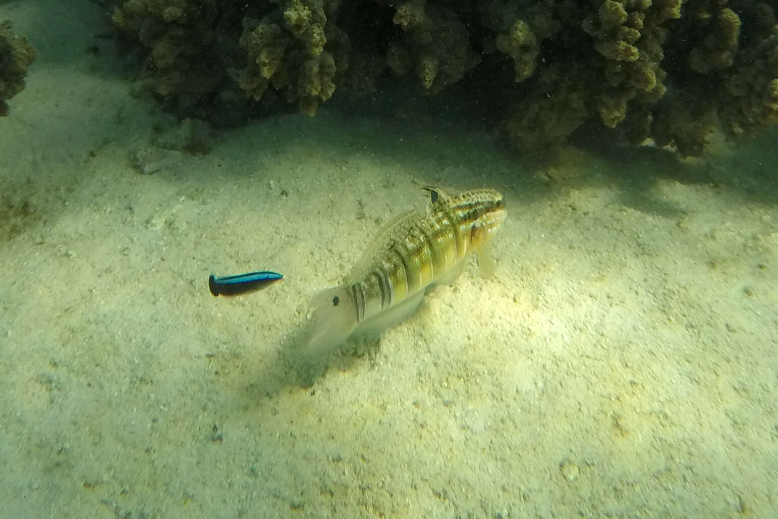 صورة Amblygobius phalaena (Valenciennes 1837)