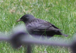 Image of Spotless Starling