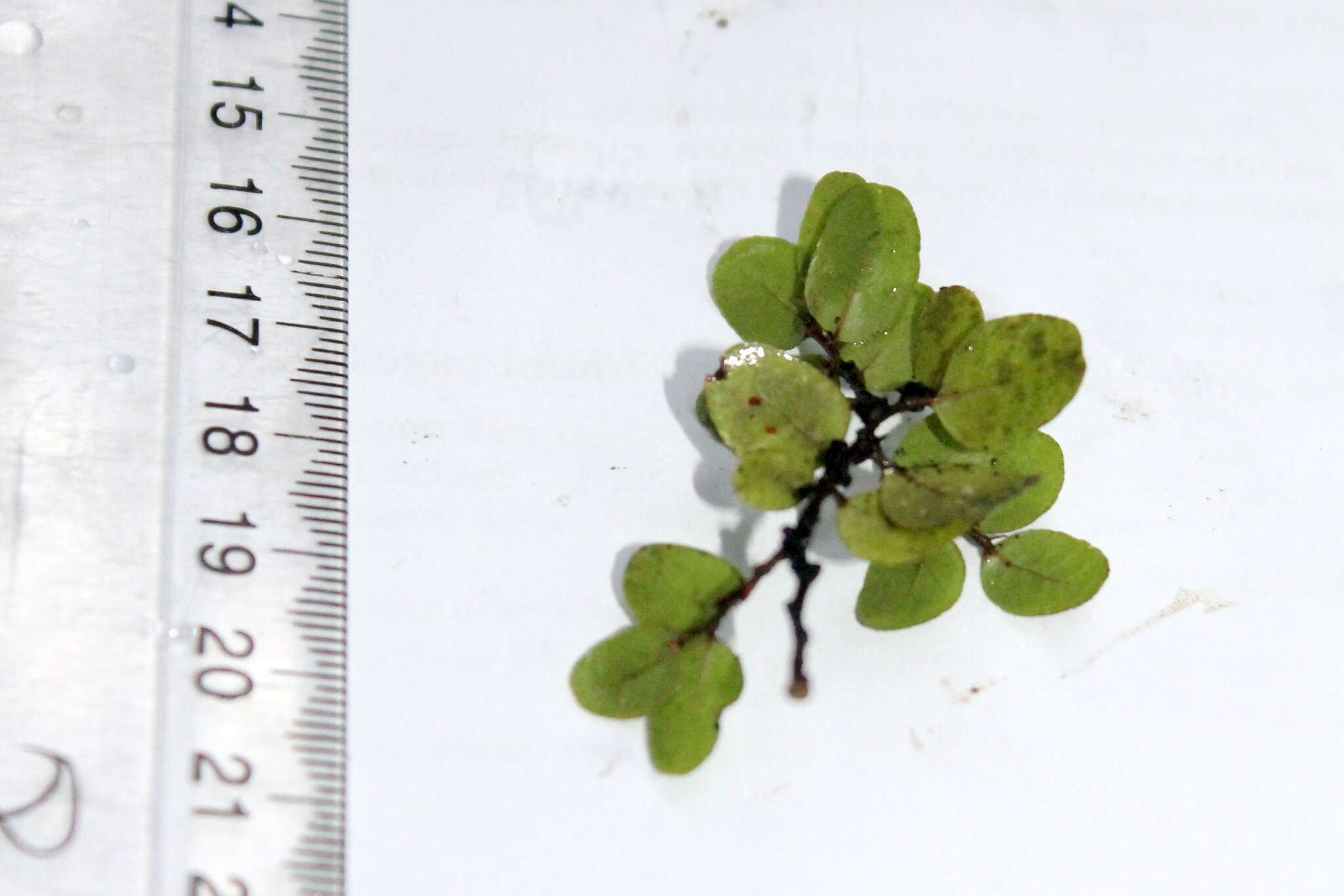 Image of Nothofagus solandri (Hook. fil.) Oerst.