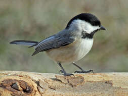 Image of Carolina Chickadee