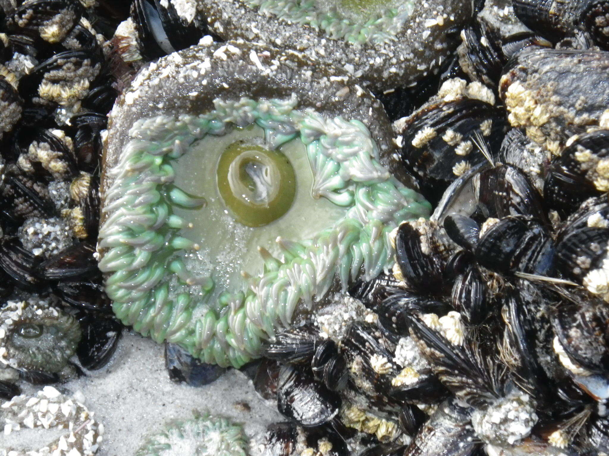 Image of giant green anemone