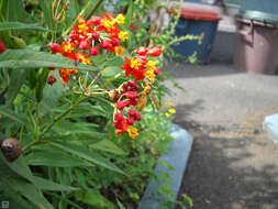 Asclepias curassavica L. resmi