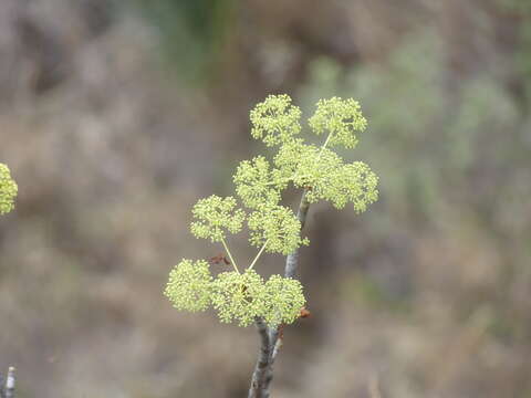 Image of Steganotaenia araliacea Hochst.