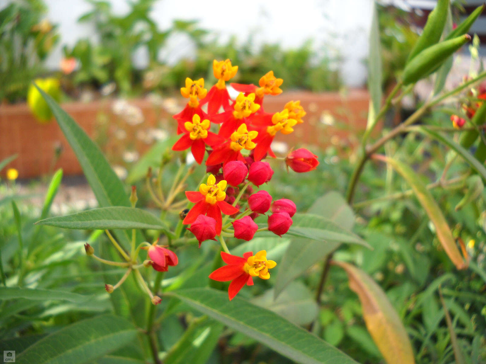 Image de Asclepias curassavica L.