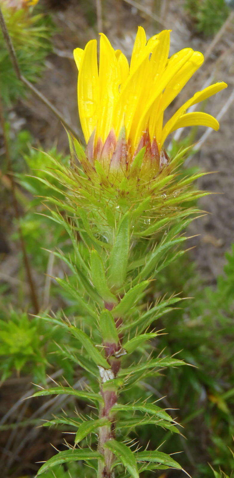 Image of Cullumia carlinoides DC.