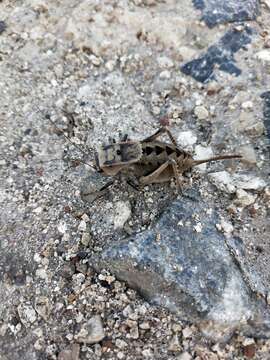 Image of Southern Barbed-wire Bush-cricket