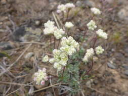 Image of thymeleaf buckwheat