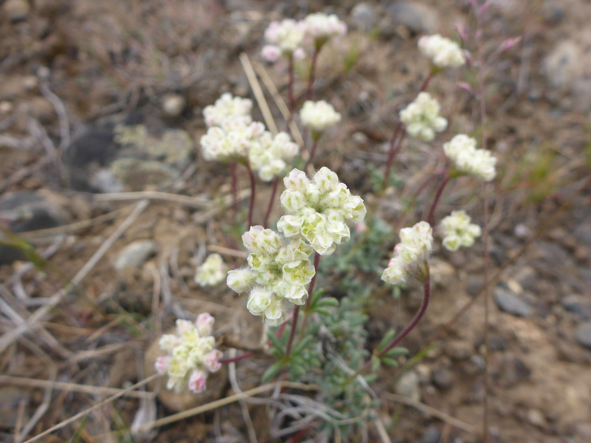 Eriogonum thymoides Benth. resmi