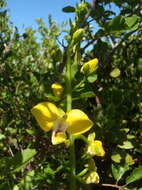 Image de Eulophia speciosa (R. Br.) Bolus