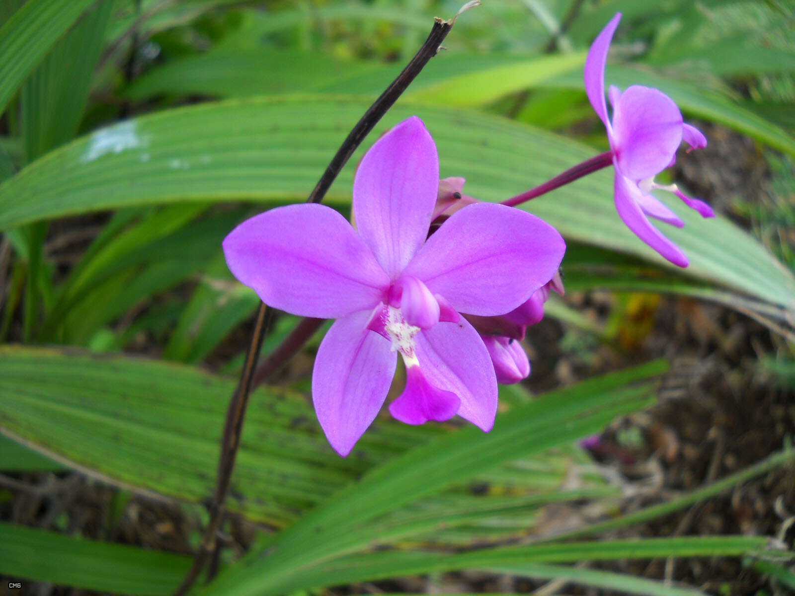 Sivun Spathoglottis plicata Blume kuva