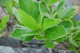 Image of Jatropha standleyi Steyerm.