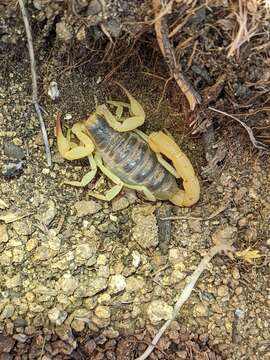 Image of Hadrurus anzaborrego Soleglad, Fet & Lowe 2011