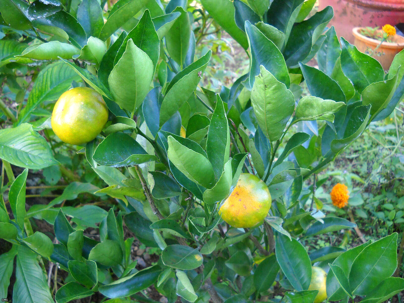 Image of Citrus reticulata