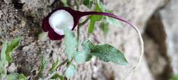 Image of Aristolochia nelsonii Eastwood