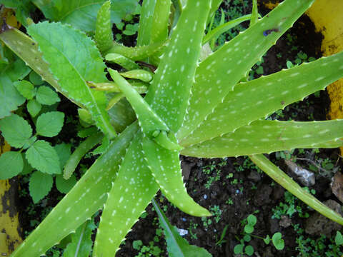 Image of Aloe vera