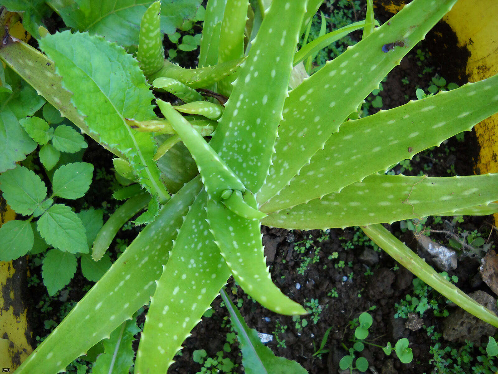 Image of Aloe vera