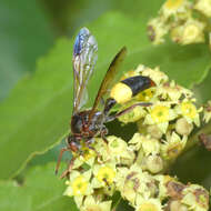 Image de Gorytes natalensis F. Smith 1856