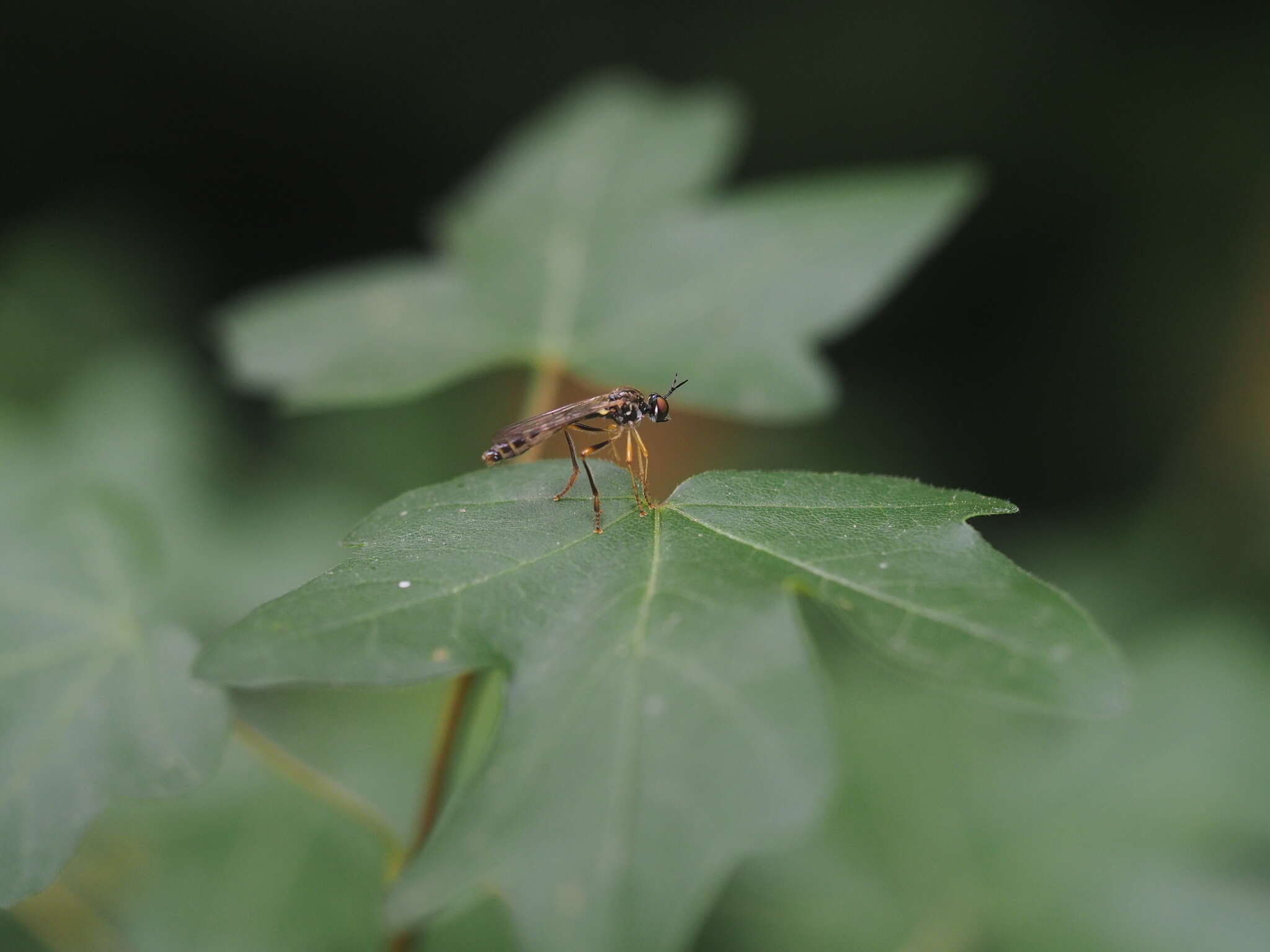 Plancia ëd Dioctria linearis (Fabricius 1787)