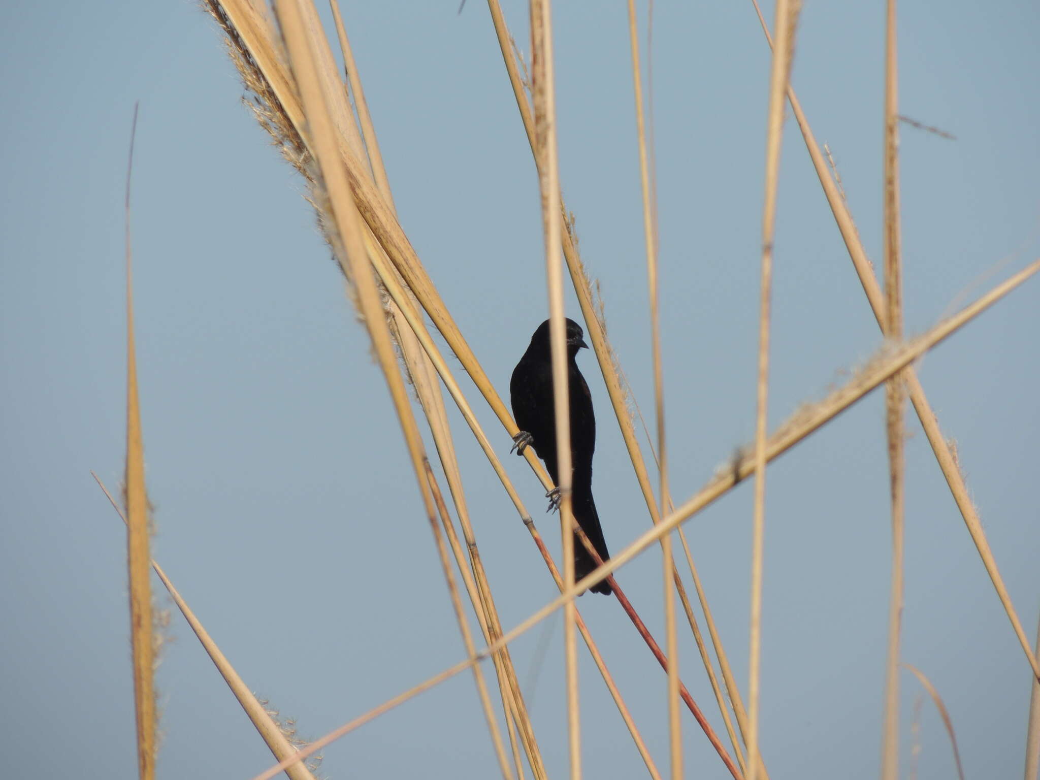 Image of Variable Oriole