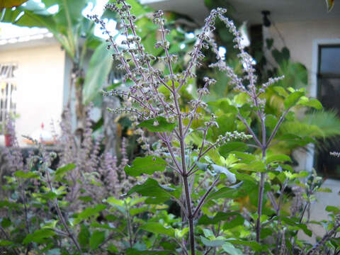 Image of holy basil